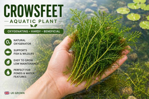 Crowsfeet aquatic plant - crowsfeet,