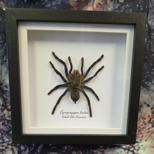 Cobalt blue tarantula - cobalt,