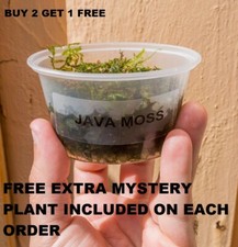 BUY 2 GET 1 FREE Java Moss