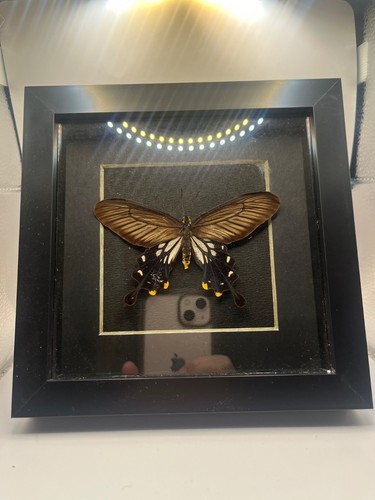 Framed common rose butterfly - common,