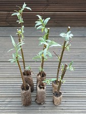 Willow Plants X6 Hedging