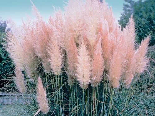 Pink pampas grass cortaderia - pampas,