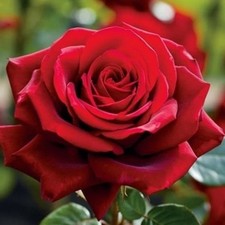 ROSE Red Devil - Fragrant