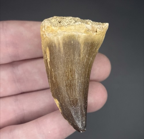 Large mosasaur tooth fossil - mosasaur,