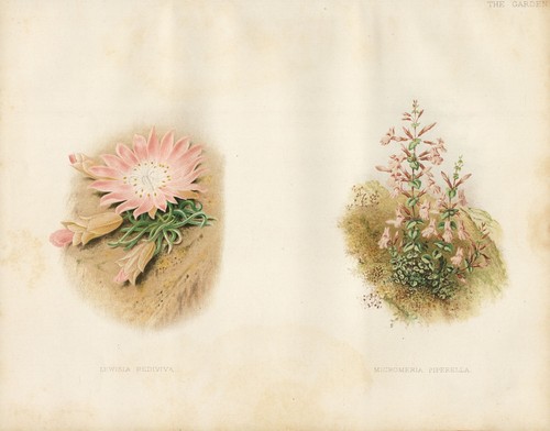 Lewisia rediviva micromeria - lewisia,