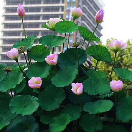 60x seeds lotus mix - seeds,