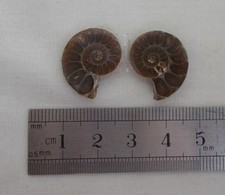 Ammonite Jurassic / Madagascan