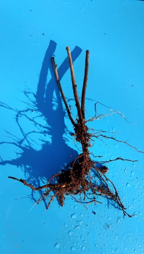Wild raspberry plants ready - plants,