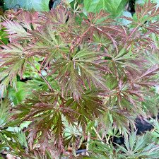 Japanese Maple Acer Palmatum