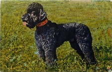 Stehli Dog Postcard No. 4 Black Standard Poodle, Posted