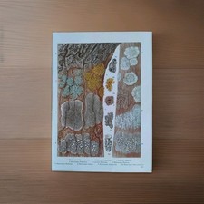 Lichens Fungi Botanical