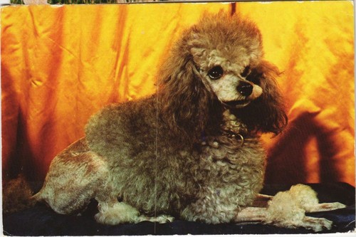 Cpa caniche dog - dog, (1178269)
