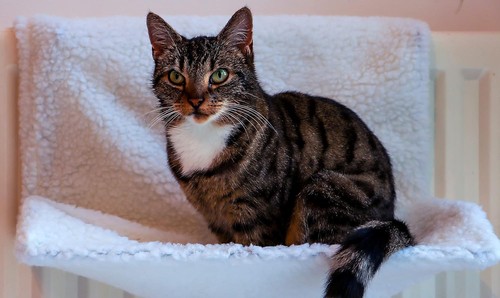 Cat radiator bed warm fleece - radiator, |