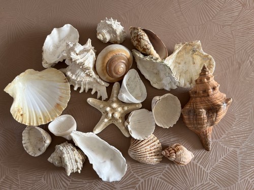Large collection sea shells - collection,