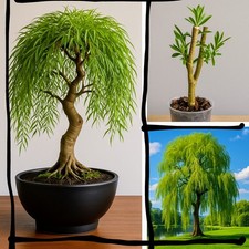 Golden Weeping Willow | Bonsai Starter | Rooted cutting | UK Grown Fully Hardy