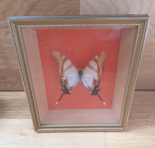 Vintage real butterfly framed - vintage,