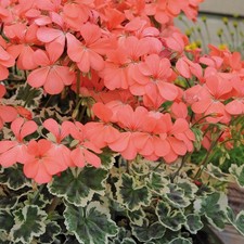 Geranium Zonal Variegated