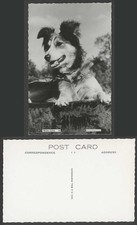 Welsh Collie Dog Puppy Pet