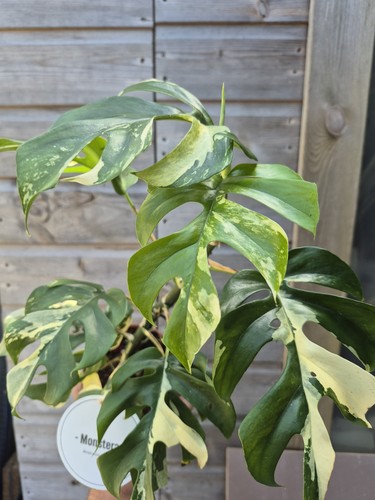 Monstera minima 40cm - minima, 35-40cm