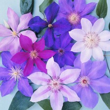 3 X CLEMATIS MIXED COLOURS