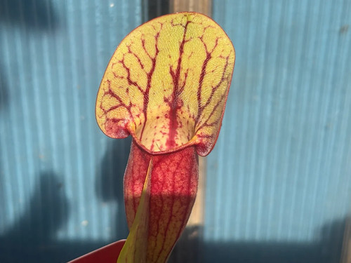 Sarracenia purpurea hybrid - sarracenia,