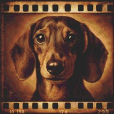 Dachshund Puppy Dog Echoes on