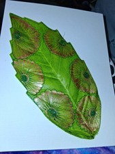 Mehndi Haldi Thaal Henna Rasam