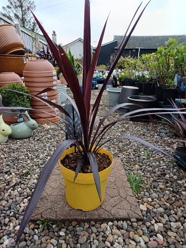 Red cordyline superstar 5l - superstar,
