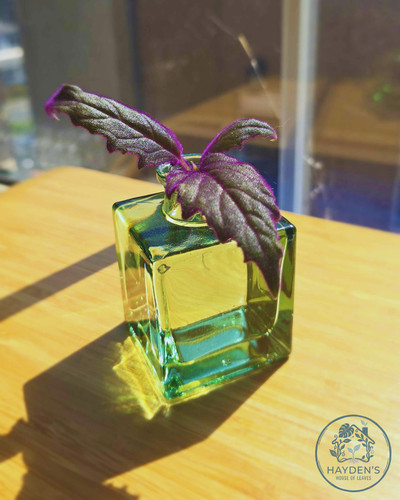 Purple passion plant - purple,