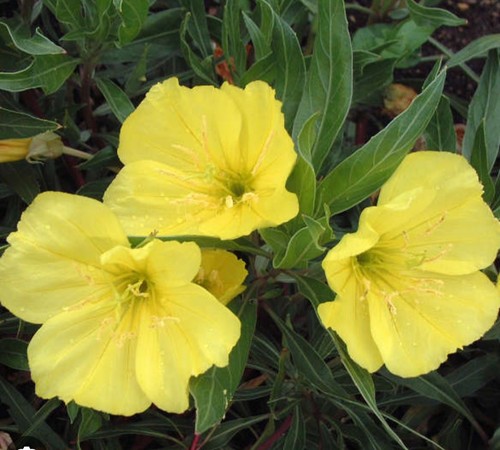 Evening primrose missouriensis