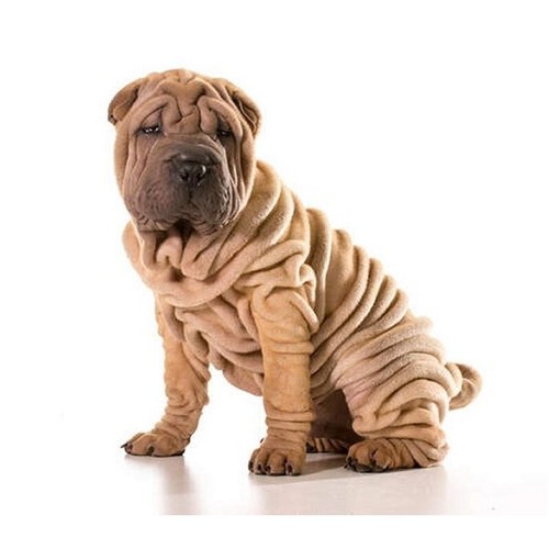 Shar pei dog pet - pei,