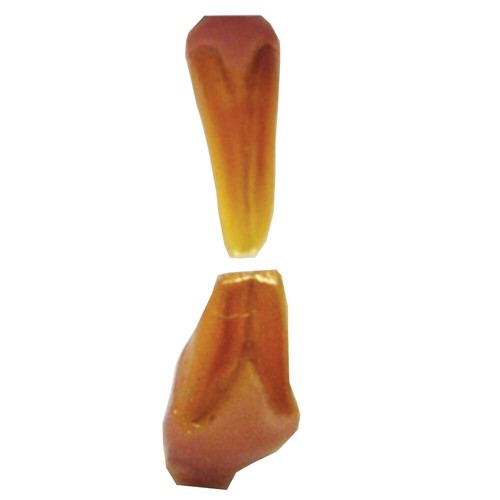 Artificial teeth squirrel by - squirrel,