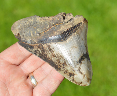 Large genuine megalodon - large,
