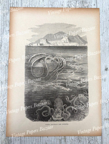 Paper nautilus argonaut - paper,