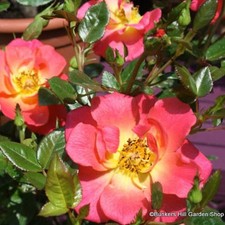 Rainbow Magic - Patio Rose FREE NATIONWIDE DELIVERY