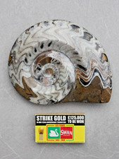 17.5cm fully polished Goniatite Ammonite Fossil Devonian circa 400m years old