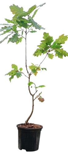 Oak tree sapling - oak,