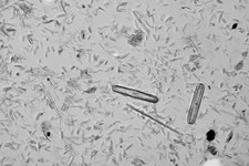 Diatom microscope slide strew