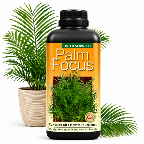 Palm tree fertiliser - tree,