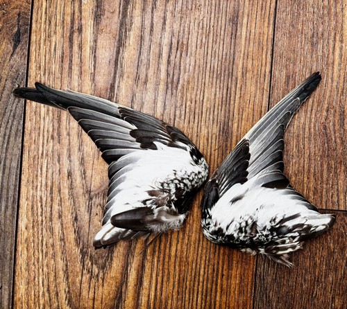 Taxidermy bird wings not - taxidermy,