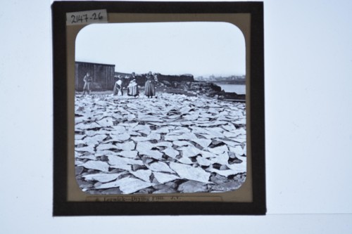 Lerwick drying fish shetland - lerwick,