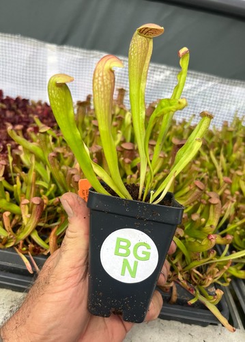 Sarracenia bug bat - sarracenia,