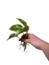 Marble Queen Pothos | Bare Root Plant | Unique Variegation | indoor plant