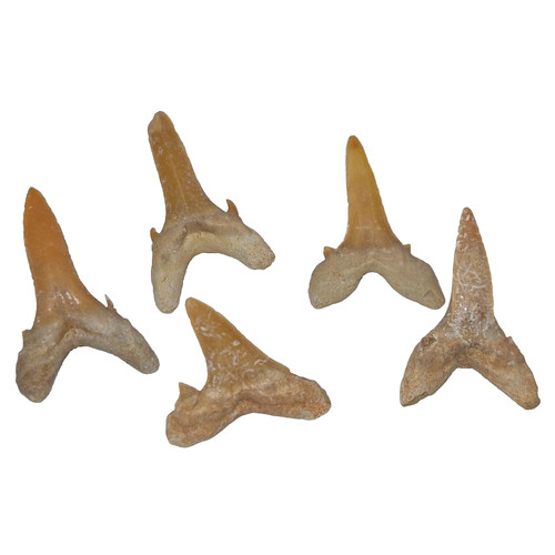Real naturally shed tiger - real,