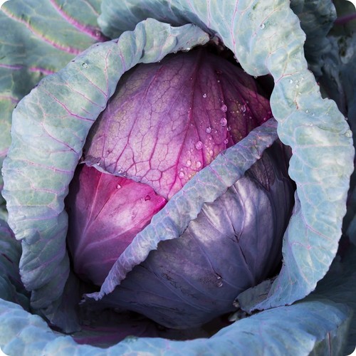 Red acre cabbage - red, plants
