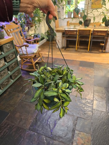 Xxl hoya burtoniae - xxl,