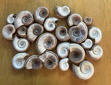 Ram Horn Snails Shells/20 