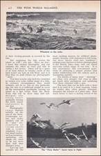 WILDFOWLING WITH A CAMERA ON A