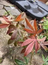 Japanese maple tree saplings 