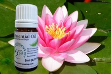 Pink Lotus Essential Oil (Origin: Northern India)